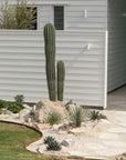 Pachycereus Pringlei (Mexican Giant)