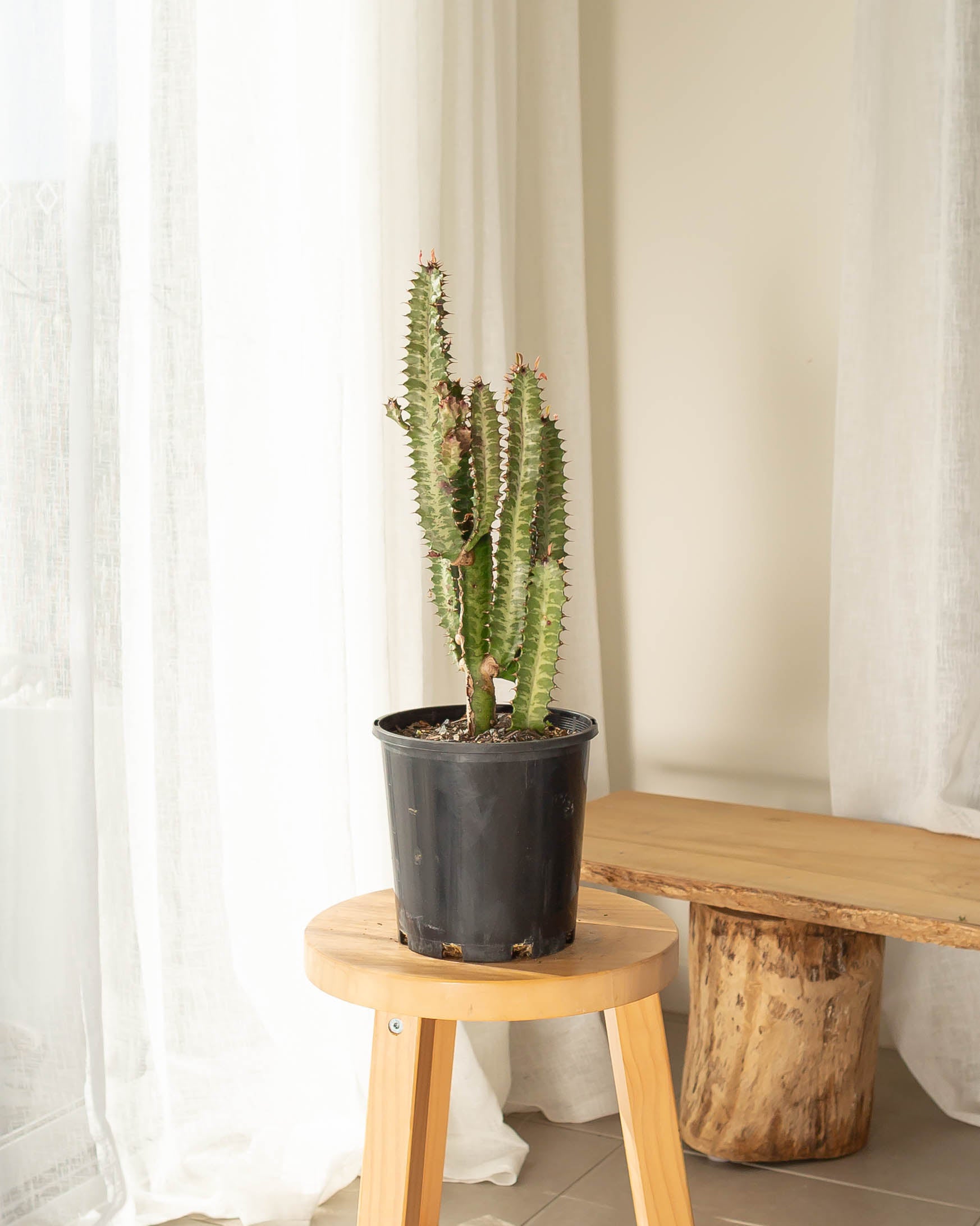 Euphorbia Trigona (African Milk Tree) - 40 cm