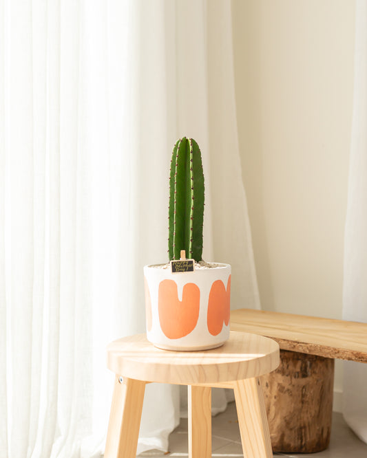 Mothers Day - Euphorbia Ingens Cactus - 36cm