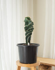 Spiral Cactus (Cereus Forbesii Spiralis) - 49 cm - D