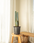 Blue Torch (Pilosocereus pachycladus) -  60 cm