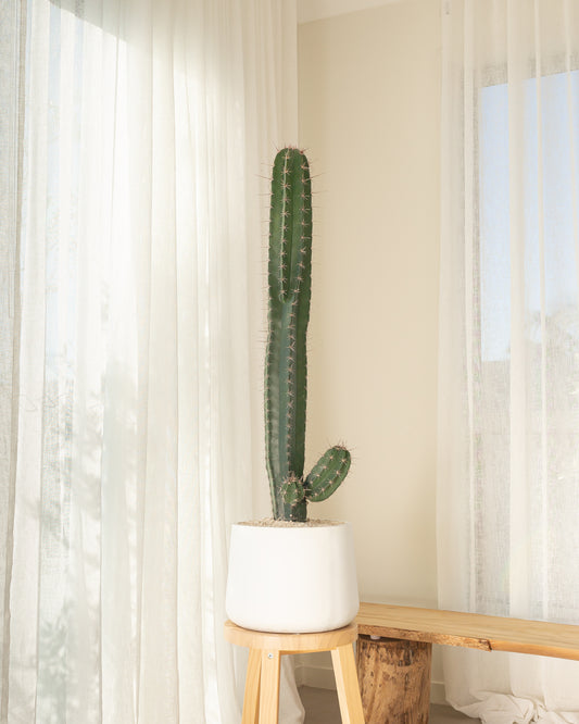 Sternocereus Cactus - 108 cm