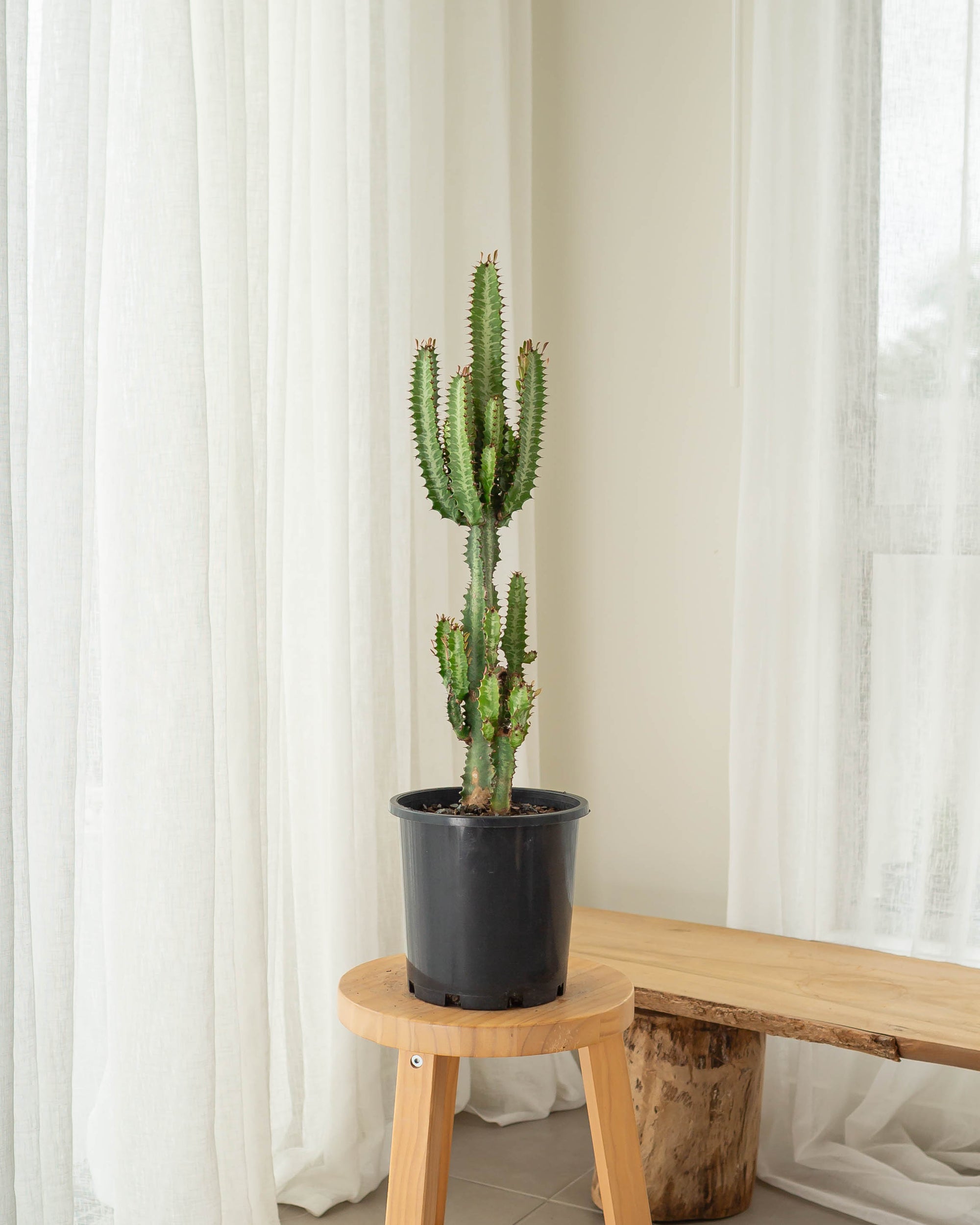 Euphorbia Trigona (African Milk Tree) - 64 cm