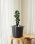 Spiral Cactus (Cereus Forbesii Spiralis) - 49 cm - C