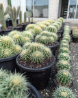 Golden Barrels (Echinocactus grusonii) Multi - 270mm