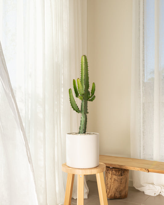 Cowboy Cactus (Euphorbia Acrurensis) - 76 cm