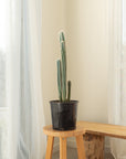 Blue Torch (Pilosocereus leucocephalus) -  Around 70 cm - 75 cm