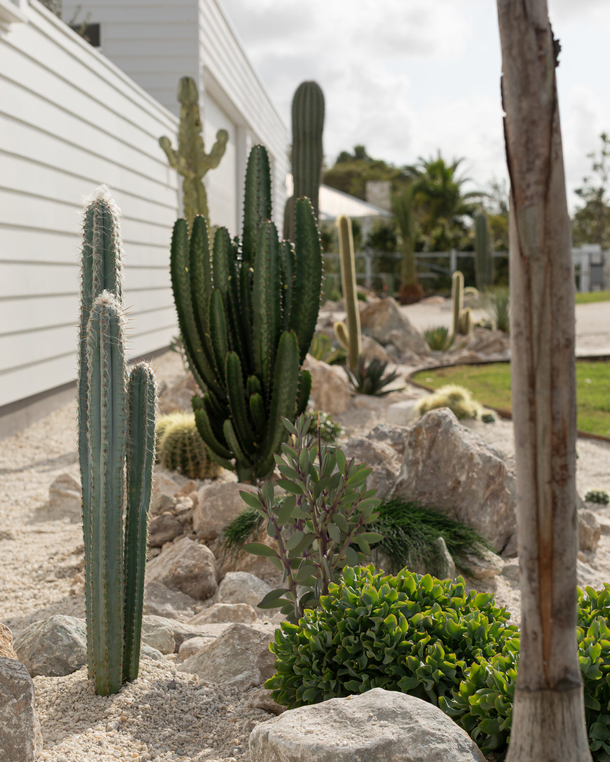 Blue Torch (Pilosocereus leucocephalus) -  Around 70 cm - 75 cm