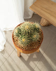 Golden Barrel (Multi) - 26 cm