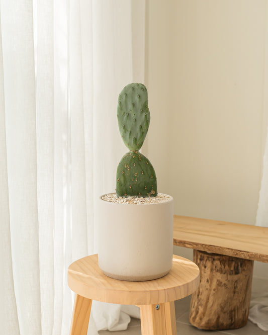 Burbank Cactus - 44 cm