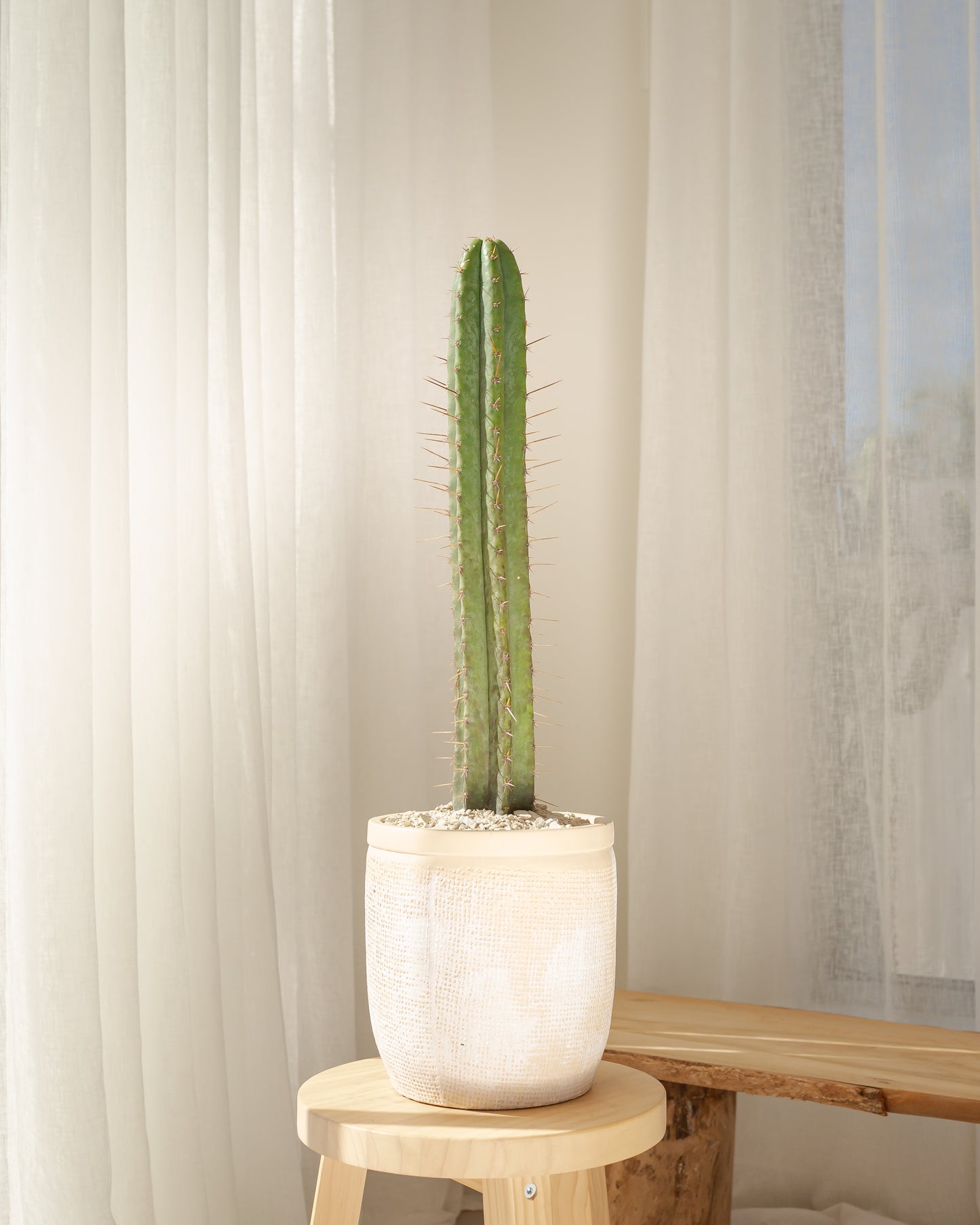 San Pedro Cactus - 71 cm