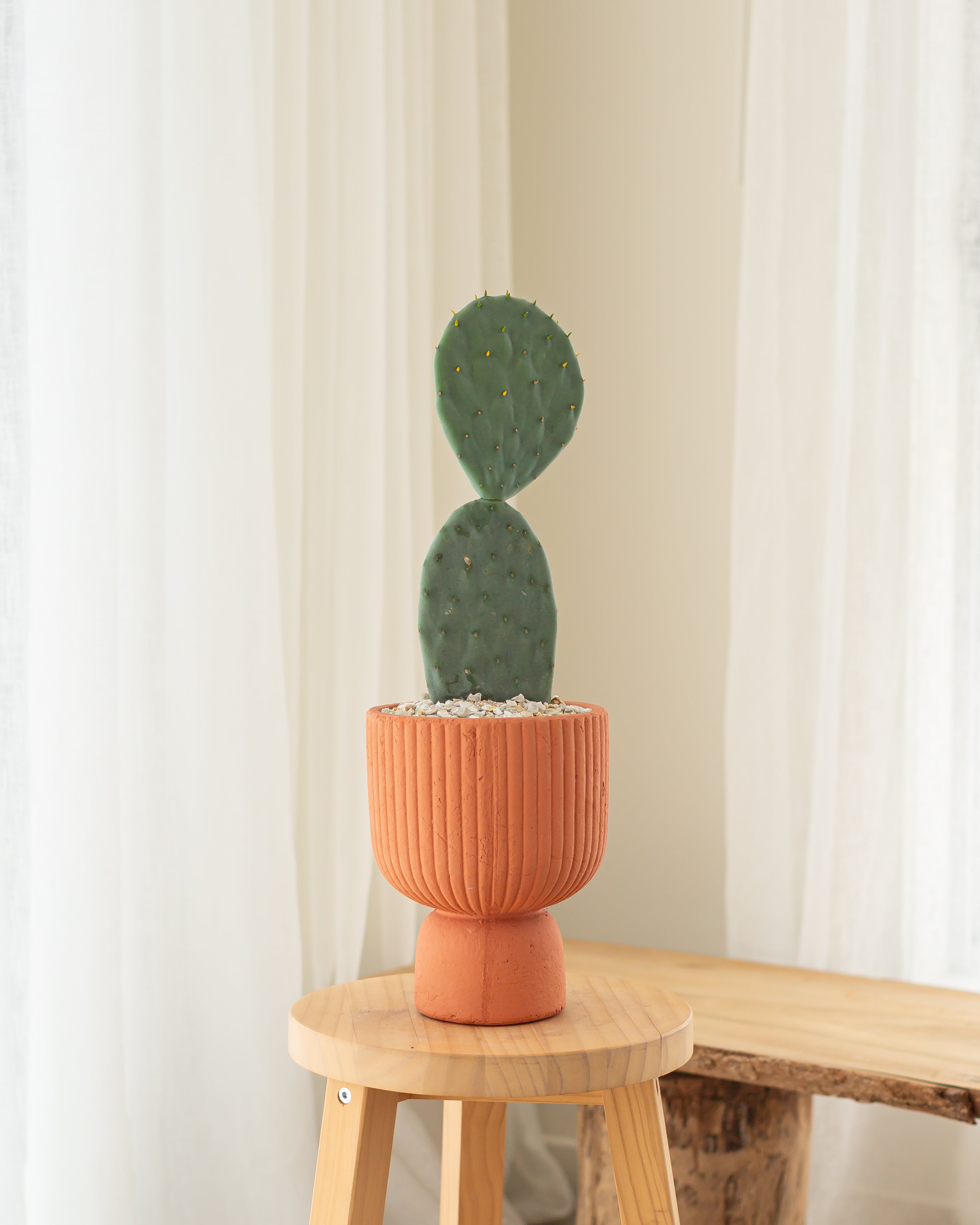 Burbank Cactus - 53 cm