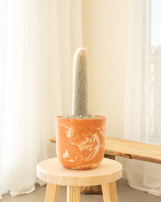 Silver Torch / Woolly Torch Cactus - 41cm