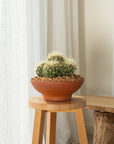 Golden Barrel (Multi) - 26 cm