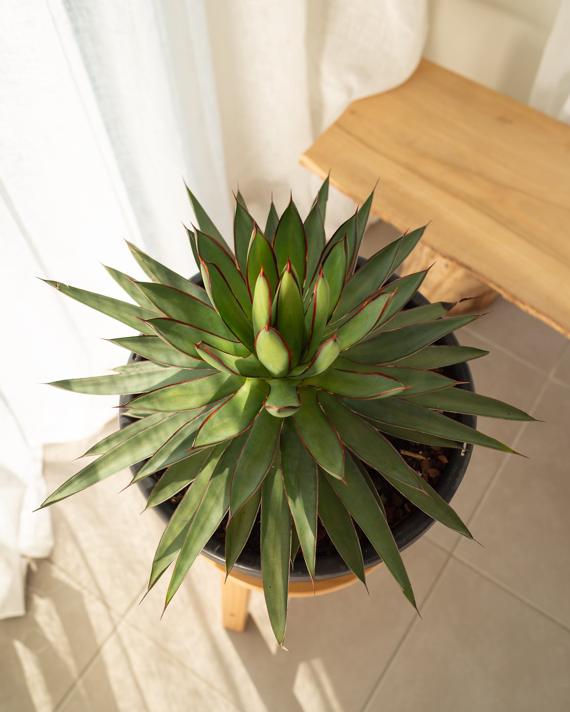 Blue Steel Agave - 300mm wide pot