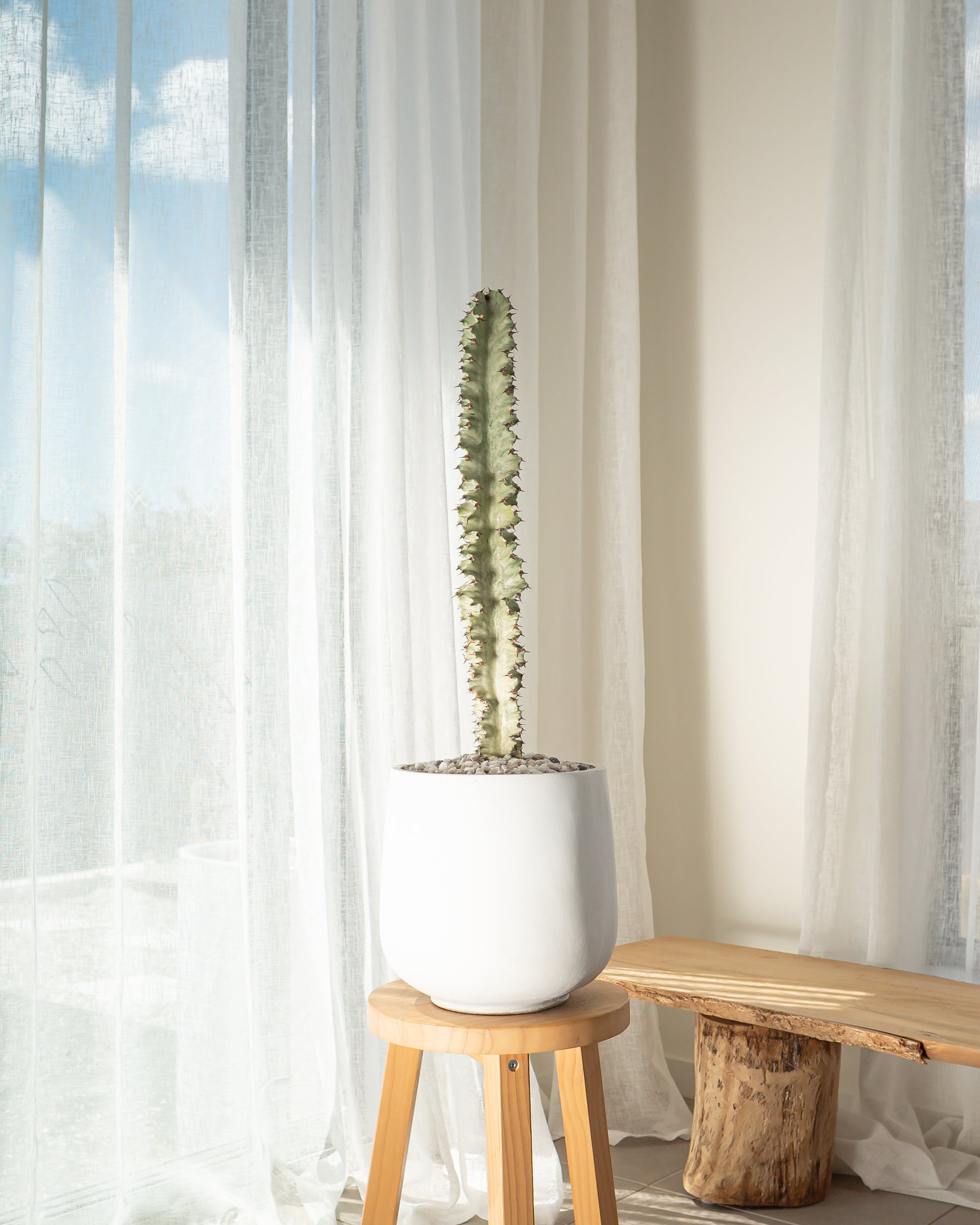 Euphorbia Ammak - 81 cm
