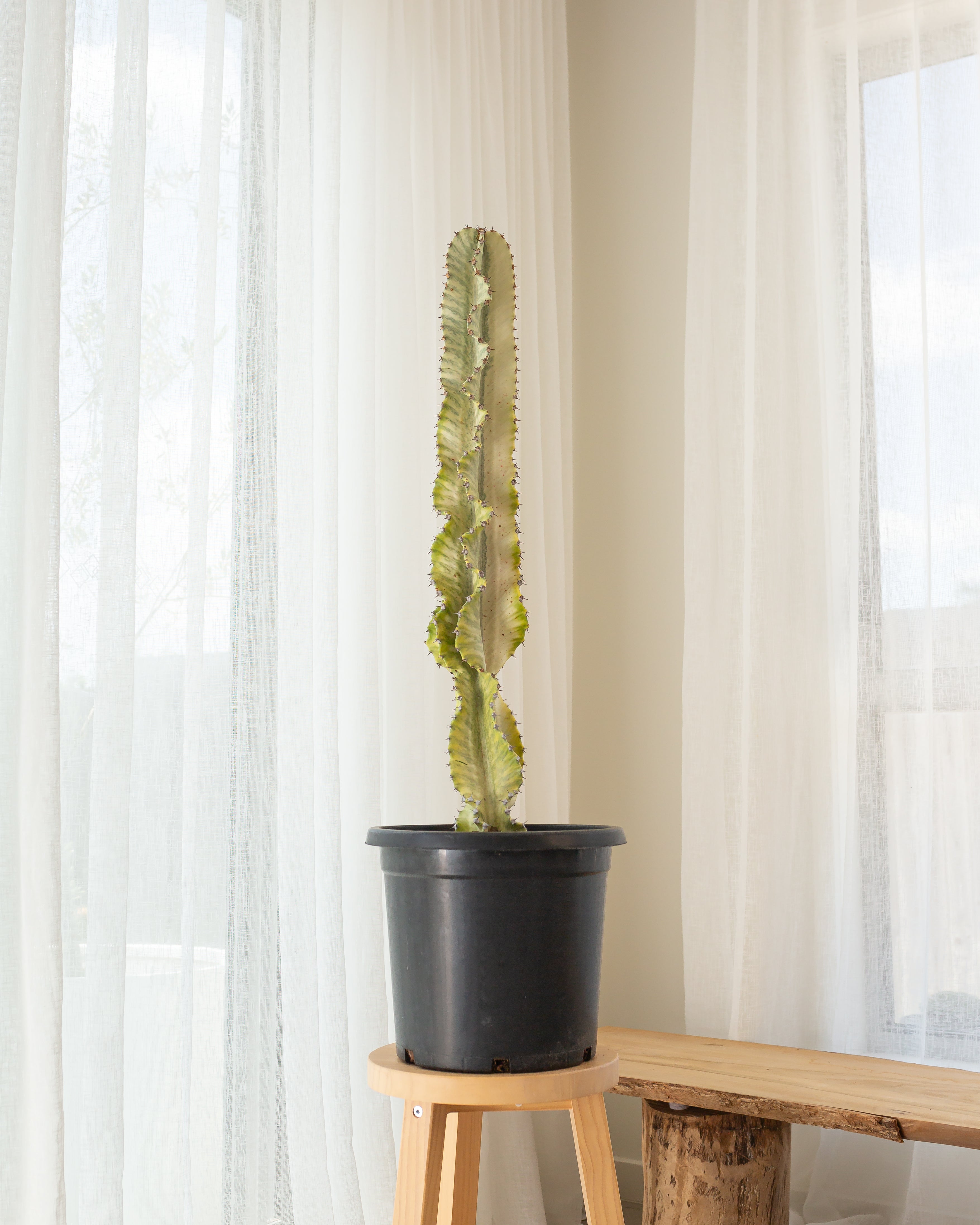 Euphorbia Ammak Cactus - 101 cm