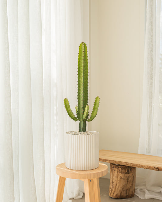 Cowboy Cactus (Euphorbia Acrurensis) - 73 cm