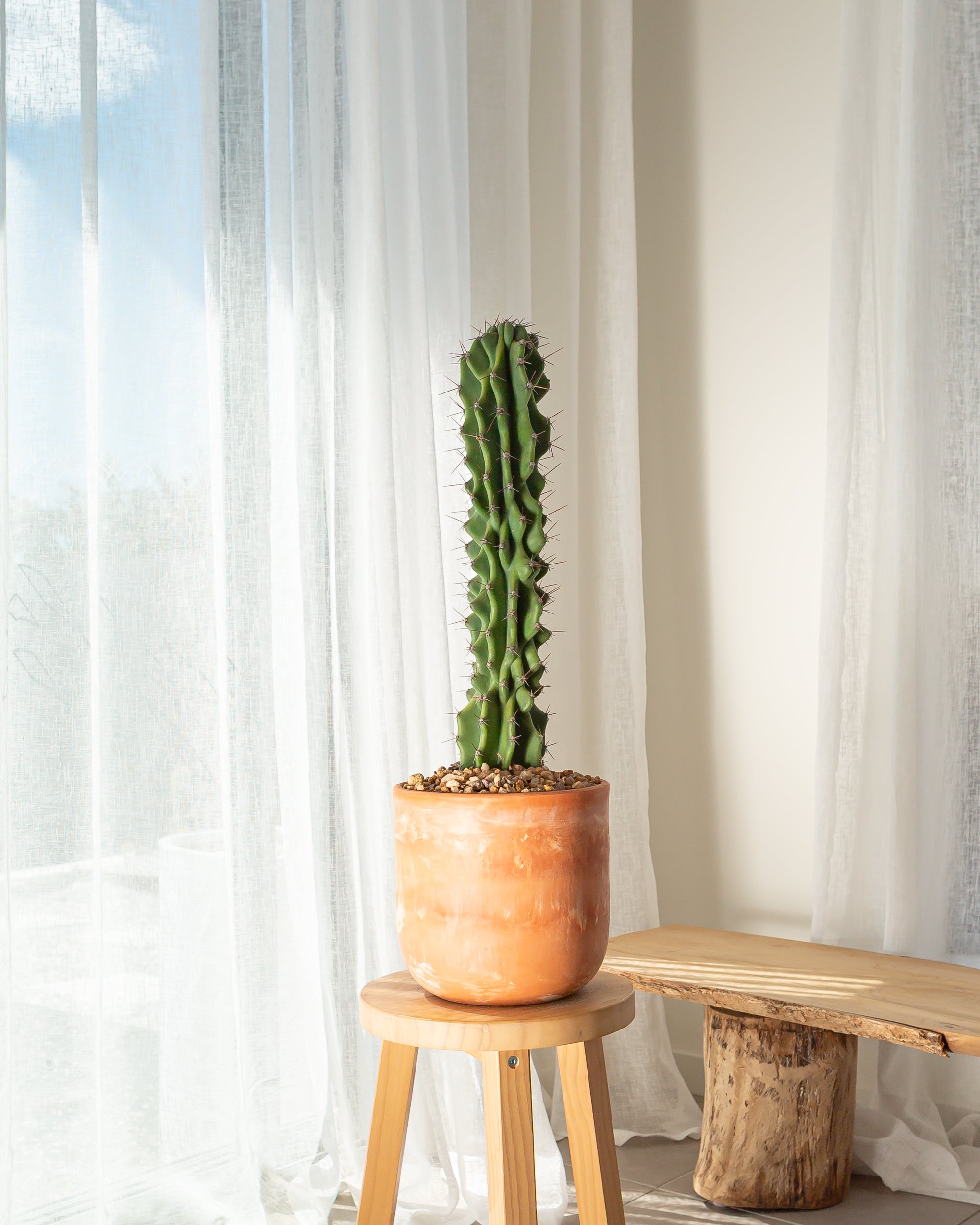 Monstrose Cactus - 75 cm