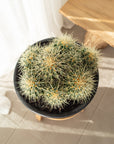 Golden Barrels (Echinocactus grusonii) Multi - 270mm
