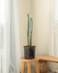 Blue Torch (Pilosocereus leucocephalus) -  Around 70 cm