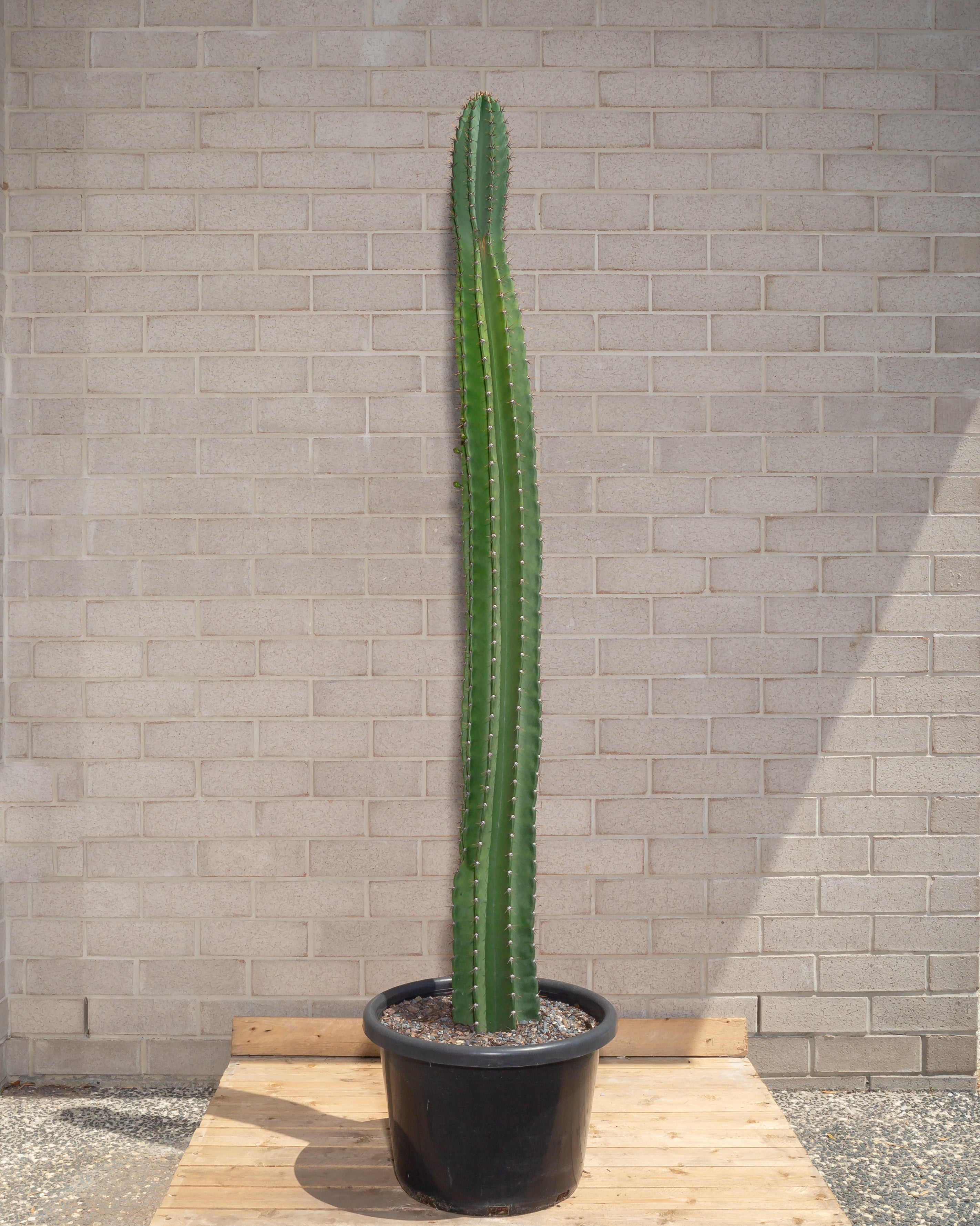 Cereus Repandus Large Cactus - 183 cm