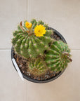 Echinopsis grandis (Argentine Barrel Cacti) - 300mm wide Pot