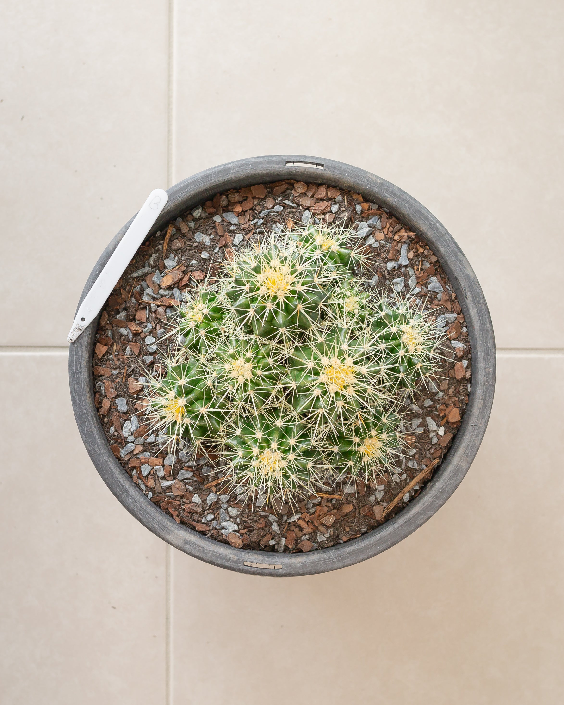 Multi Golden Barrels (Echinocactus grusonii) - 300mm wide Pots (B)