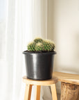 Golden Barrels (Echinocactus grusonii) Multi - 270mm