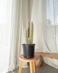 Silver Torch (Cleistocactus strausii) Cactus - 200mm pots