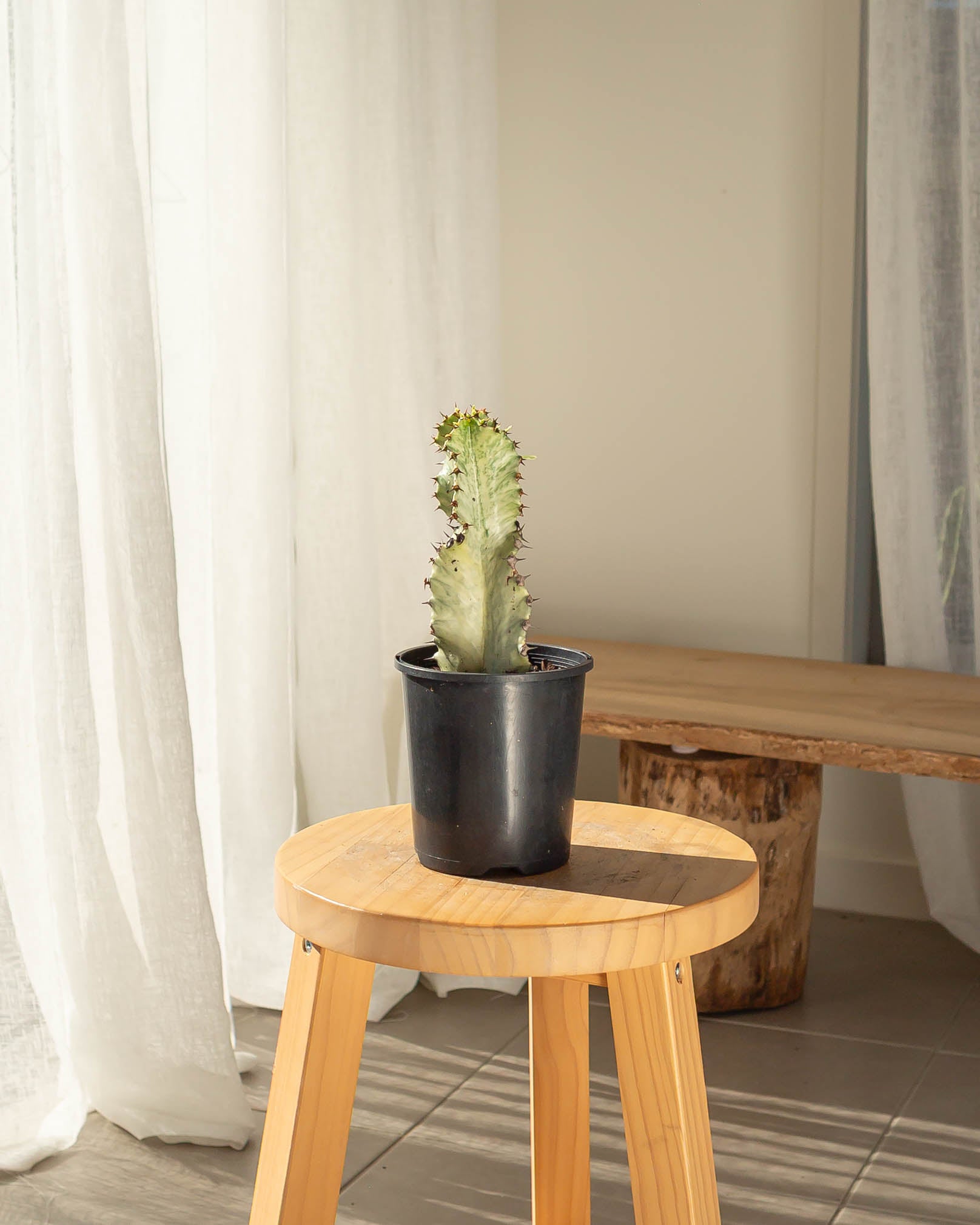 Euphorbia Ammak Cactus - 23 cm
