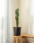 Spiral Cactus (Cereus Forbesii Spiralis) - 100cm