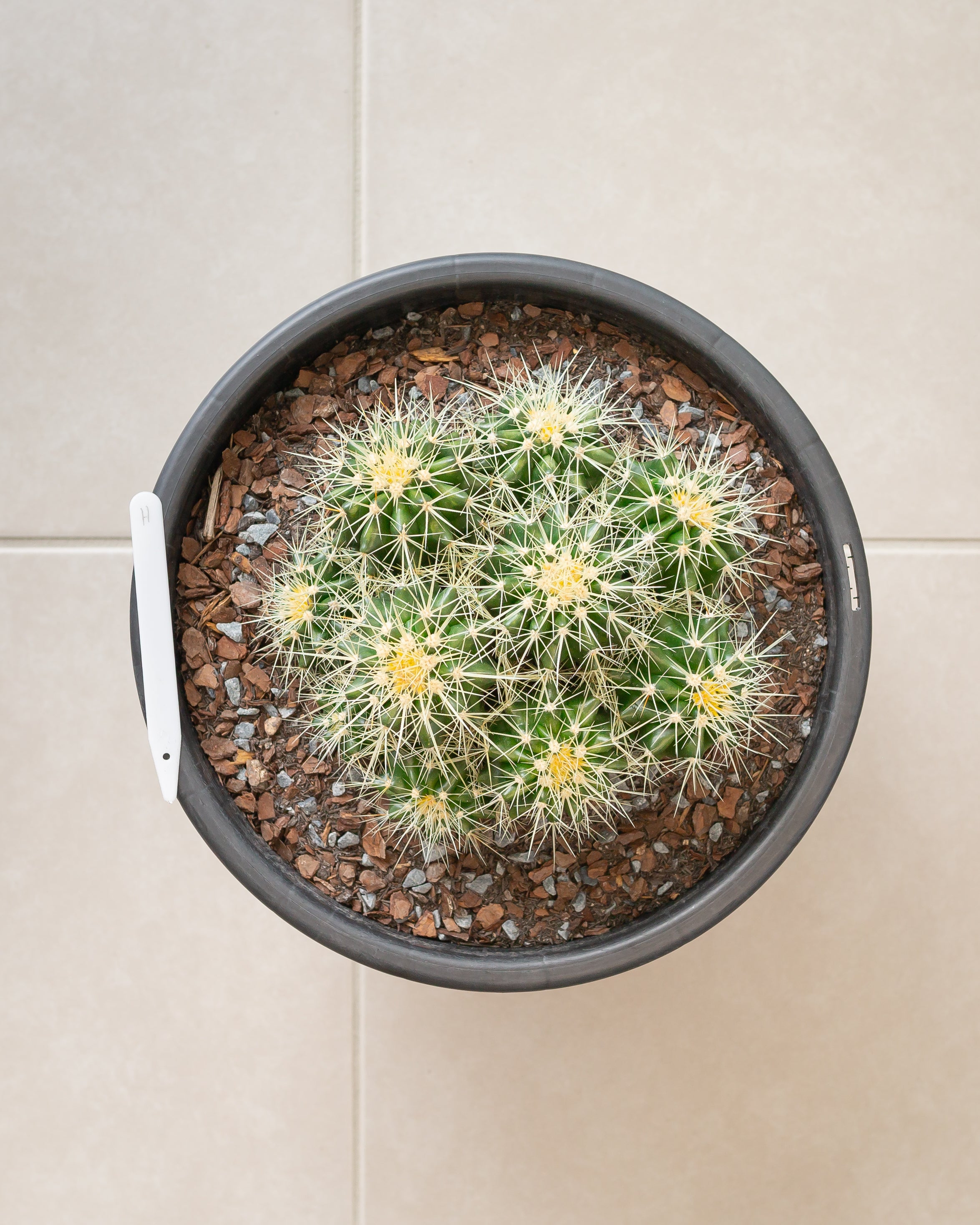 Multi Golden Barrels (Echinocactus grusonii) - 300mm wide Pots