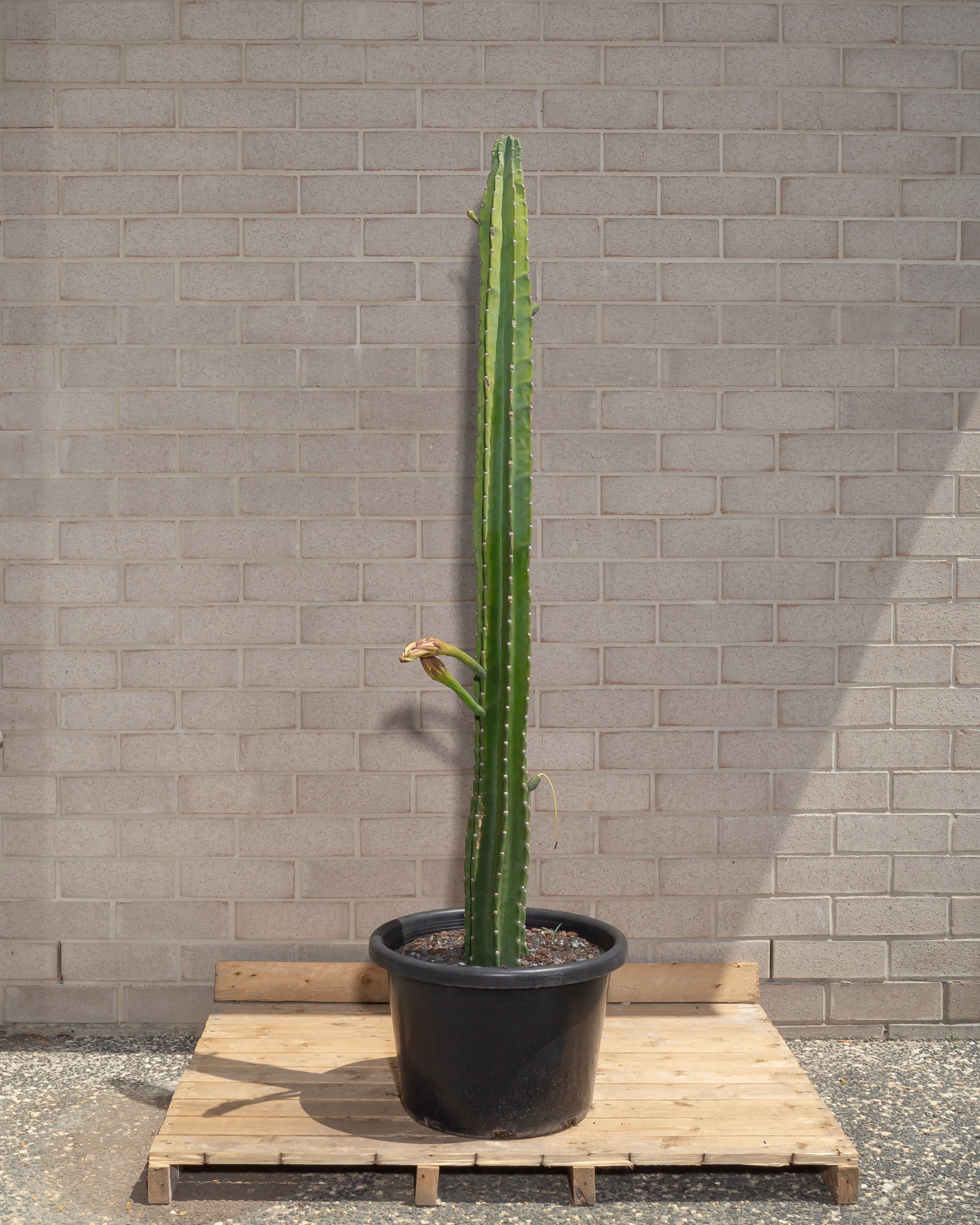 Cereus Repandus Large Cactus - 165 cm