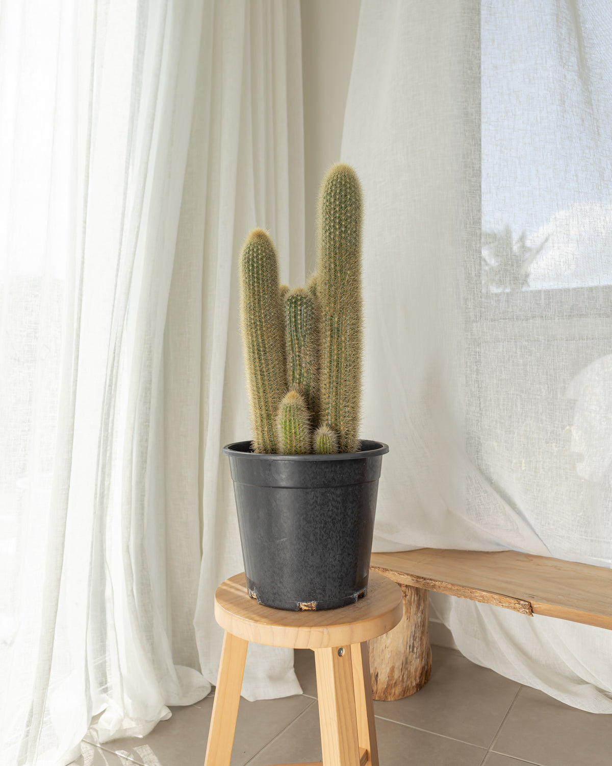 Haageocereus Cactus