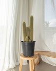Haageocereus Cactus