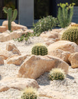 Golden Barrels (Echinocactus grusonii) - 125mm
