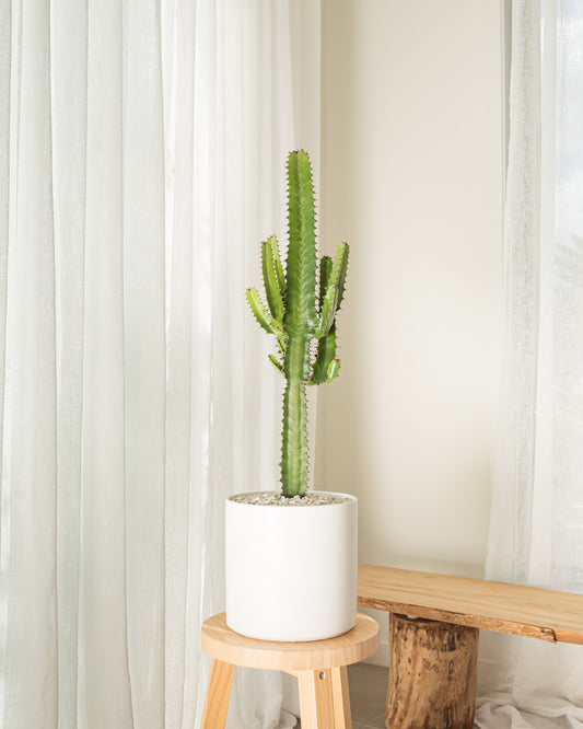 Cowboy Cactus (Euphorbia Acrurensis) - 83 cm