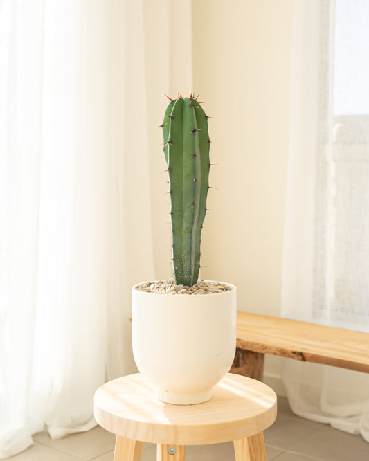 Myrtillo Geometrizans Cactus - 50cm
