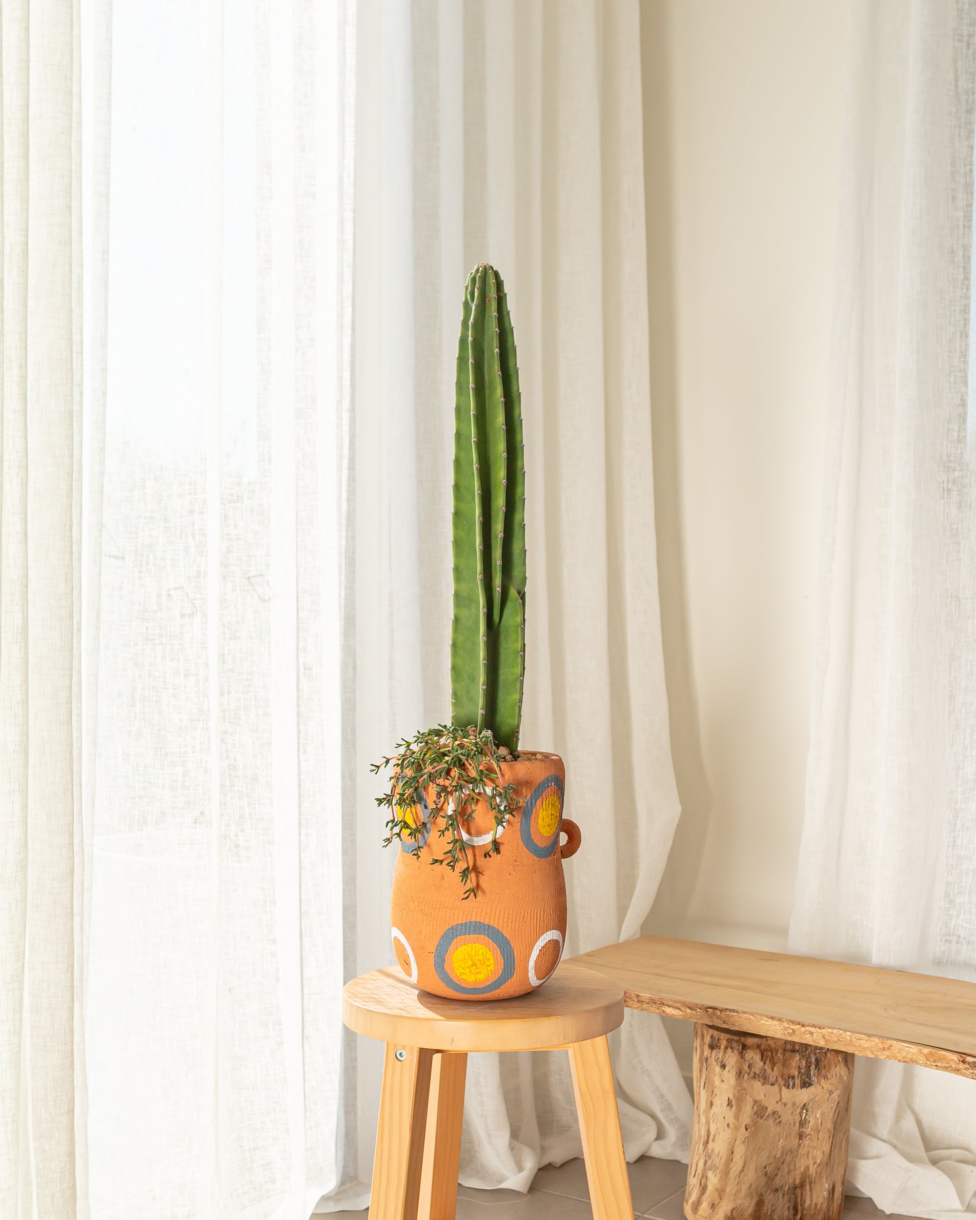 Cereus Répandus Cactus (With Succulents) - 76 cm