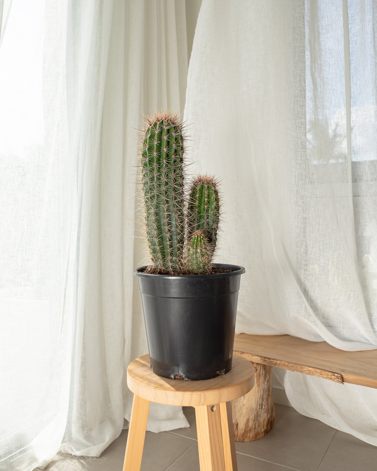 Pachycereus Pringlei (Mexican Giant)