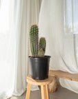 Pachycereus Pringlei (Mexican Giant)