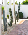 Blue Torch (Pilosocereus pachycladus) -  60 cm