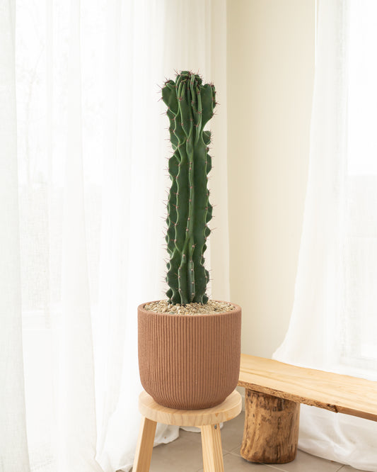 Monstrose Cactus - 97cm