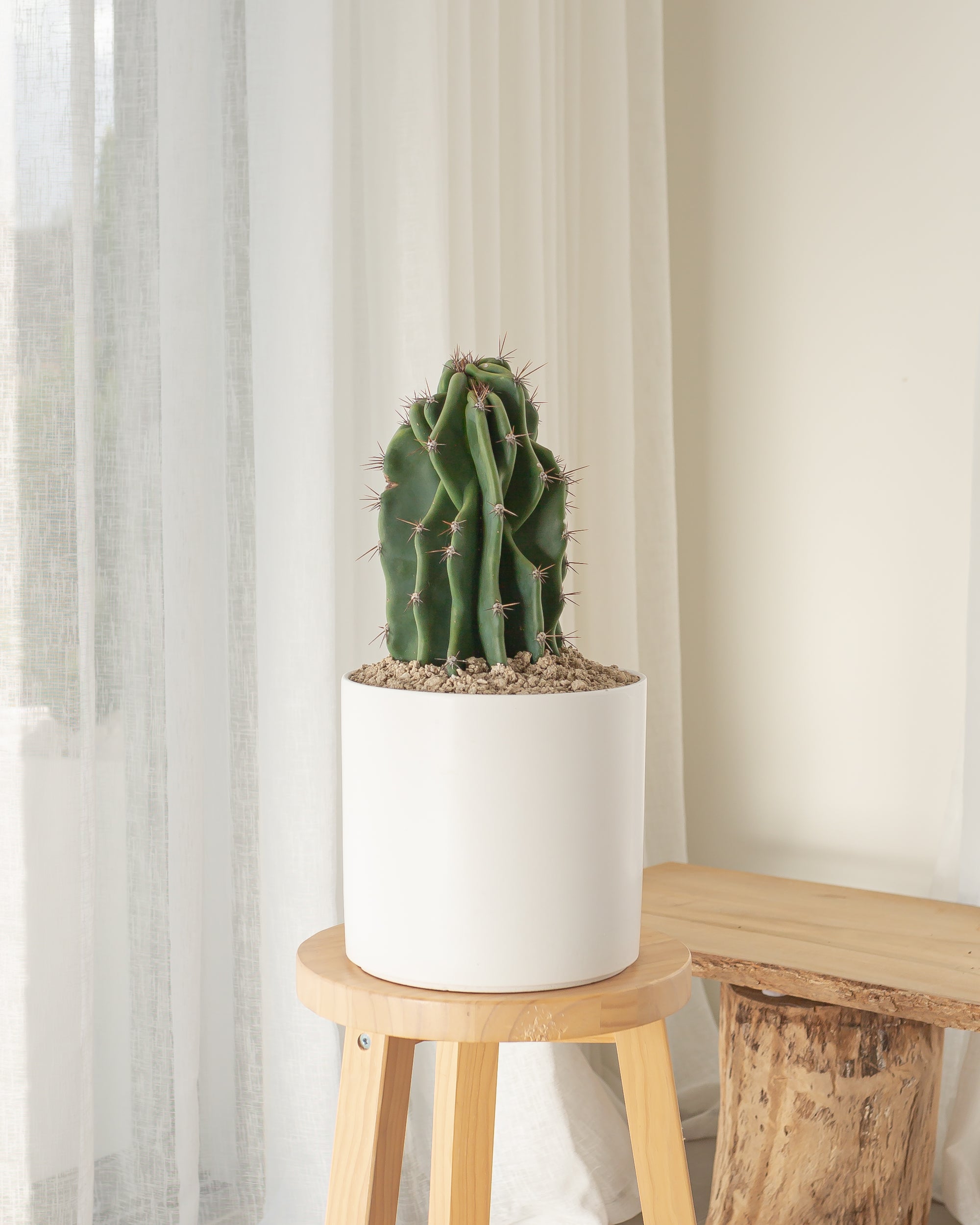 Monstrose Cactus - 48 cm