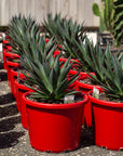 Blue Glow Agave - 270mm Pot