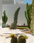 Spiral Cactus (Cereus Forbesii Spiralis) - 75 cm